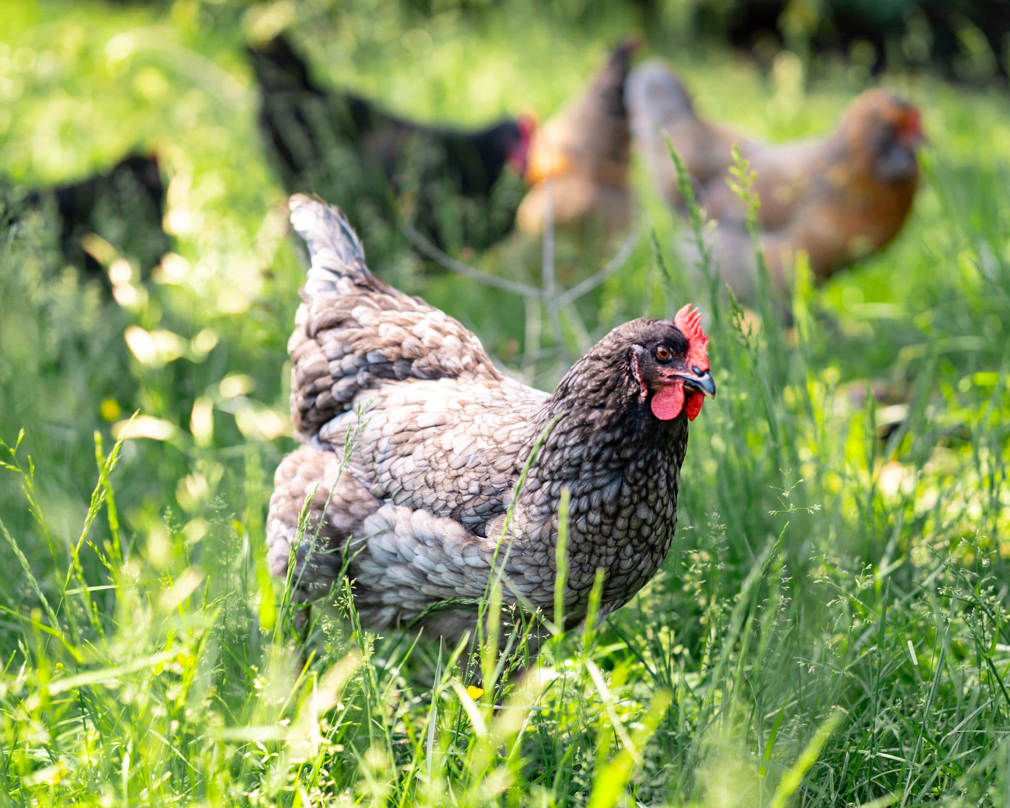 Free-Range Eggs