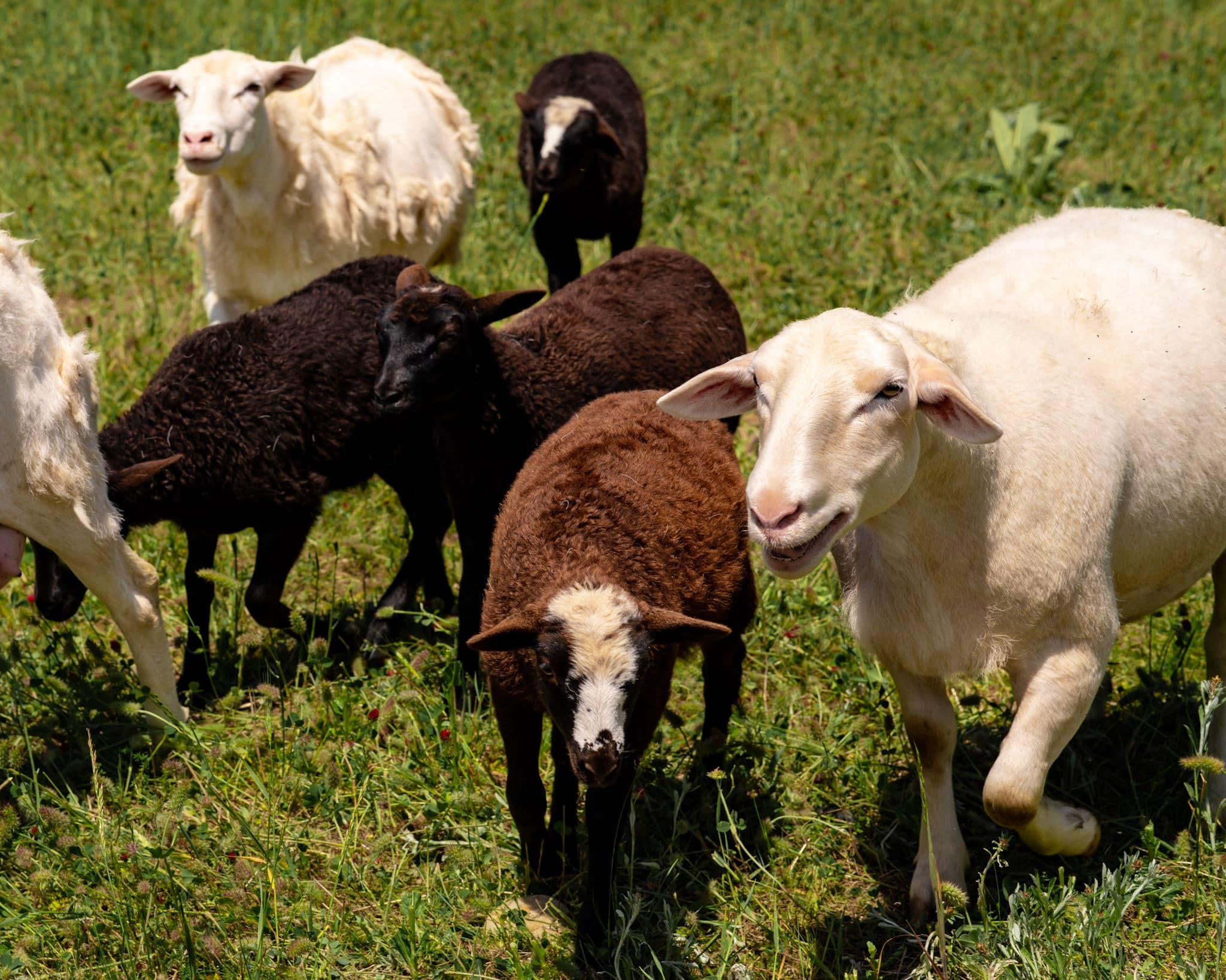 Premium Lamb