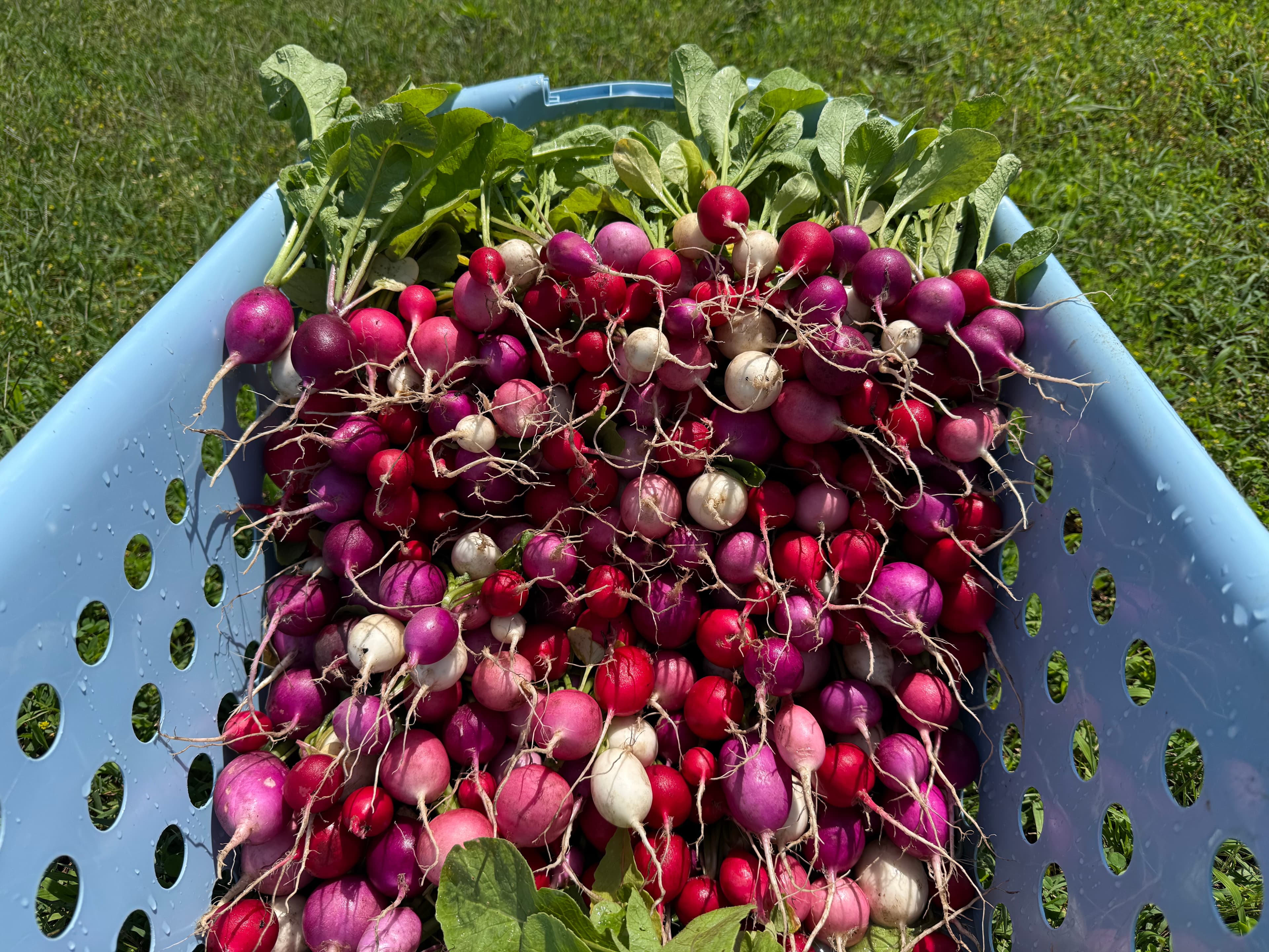 Seasonal Produce