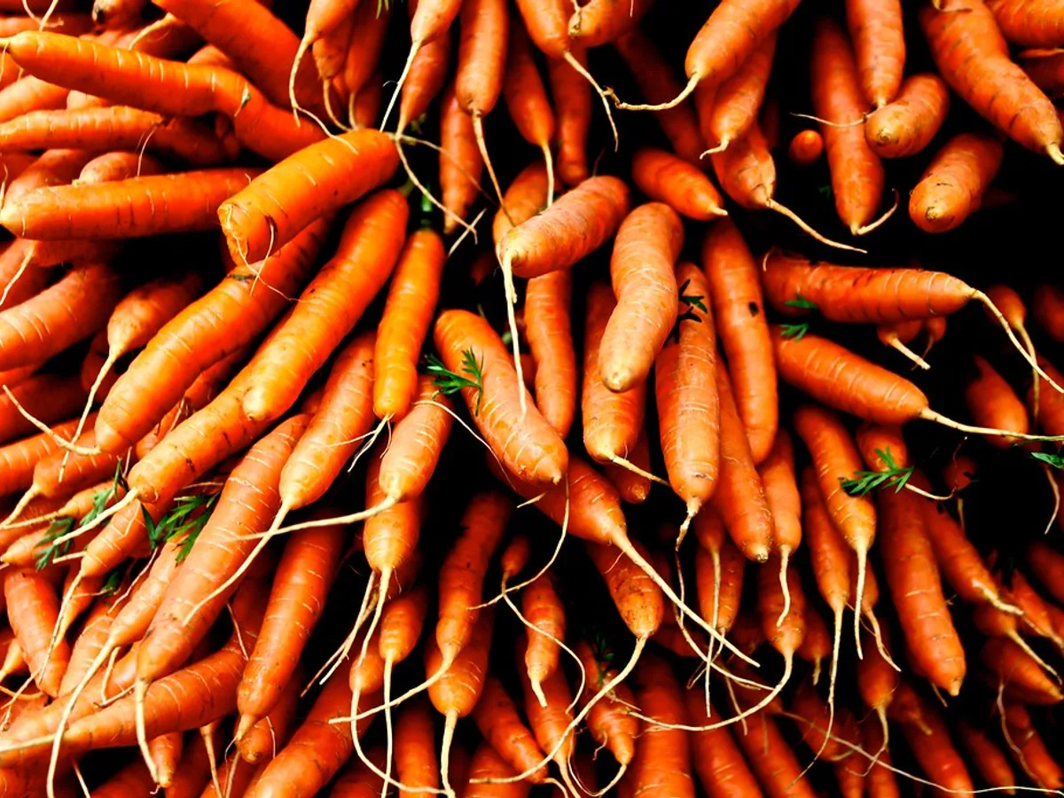 Carrots, Rainbow